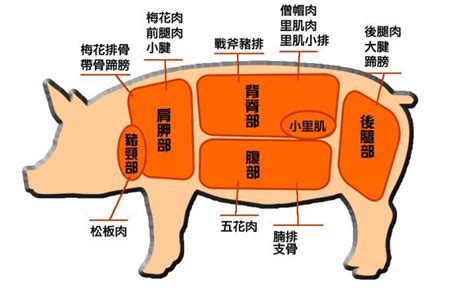 豬住的地方叫什麼|家豬